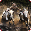 Karapan sapi madura APK