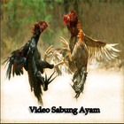 Video Sabung Ayam আইকন