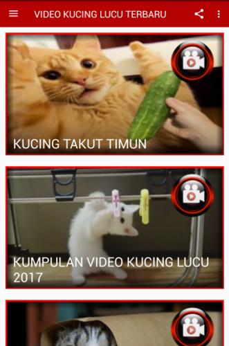 Video Kucing Lucu Terbaru For Android Apk Download