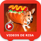 Videos de Risa - Videos Chistosos иконка