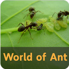 World of Ant アイコン