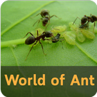 World of Ant-icoon