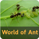 World of Ant APK