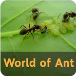 World of Ant