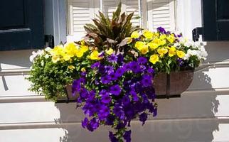 Art Window Boxes Planters 2018 Plakat