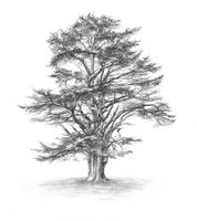 Beginners Learn To Draw Tree تصوير الشاشة 2