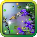 Colibri Love HD live wallpaper APK