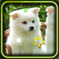 Cute Puppies HD live wallpaper