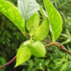 Codonopsis Fondos icono