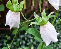 Codonopsis वॉलपेपर स्क्रीनशॉट 3