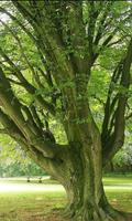 Carpinus Wallpapers plakat