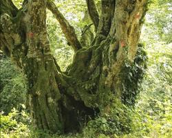 Carpinus خلفيات تصوير الشاشة 3