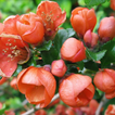 Chaenomeles Japonica Wallpaper