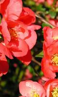 Chaenomeles Japonica Wallpaper পোস্টার