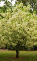 Chionanthus Wallpapers Plakat