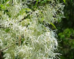 Chionanthus Wallpapers اسکرین شاٹ 3