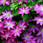 Clematis Wallpapers simgesi