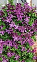 Clematis Wallpapers ảnh chụp màn hình 1