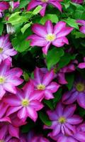 Clematis Wallpapers screenshot 2