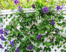 Clematis Wallpapers ảnh chụp màn hình 3