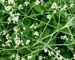 3 Schermata Crambe Cordifolia Sfondi