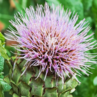 Cynara Scolymus Wallpapers icon