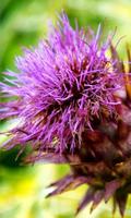 Cynara Scolymus Wallpapers โปสเตอร์