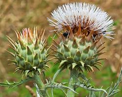 Cynara Scolymus Wallpapers capture d'écran 3