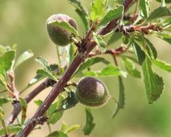 Amygdalus वॉलपेपर स्क्रीनशॉट 3