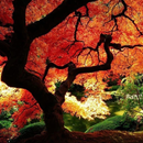 Acer wallpapers APK