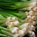 Allium Fstulosum Wallpapers APK