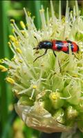 Allium Fstulosum Wallpapers poster