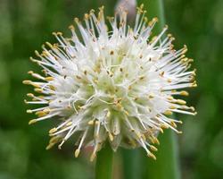 Allium Fstulosum Wallpapers capture d'écran 3