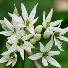 Allium Ursinum Wallpapers biểu tượng