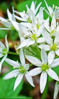 Allium Ursinum Wallpapers 스크린샷 2