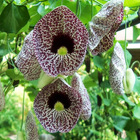 Aristolochia wallpapers ícone