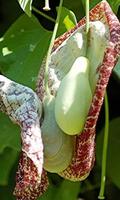 Aristolochia wallpapers Cartaz