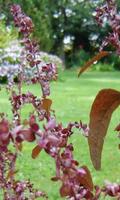 Atriplex Hortensis Wallpapers Affiche