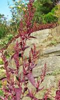 Atriplex Hortensis Wallpapers Ekran Görüntüsü 1