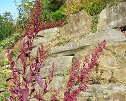 Atriplex Hortensis Wallpapers ảnh chụp màn hình 3