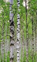 Betula wallpapers Cartaz