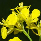 Brassica Juncea Fondos icono