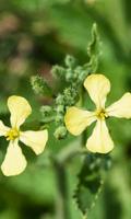 Brassica Juncea Wallpapers ภาพหน้าจอ 2