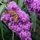 Buddleja Wallpapers icône