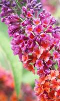 Buddleja Wallpapers ภาพหน้าจอ 2