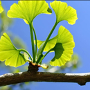 ginkgo wallpapers APK