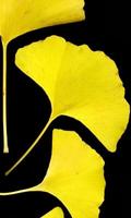 Ginkgo Wallpapers پوسٹر