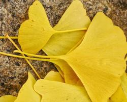 Ginkgo Wallpapers اسکرین شاٹ 3