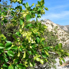 Fraxinus Fondos icono