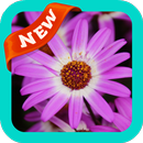 Violet Wallpaper APK